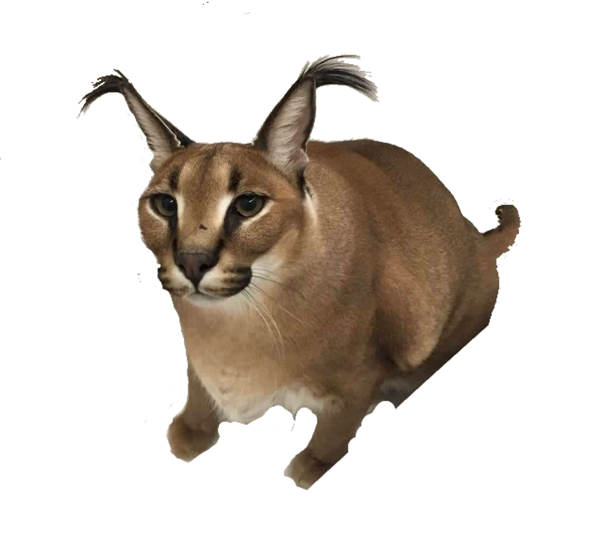 Floppa